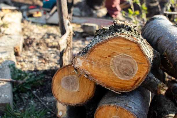 Best Tree Preservation Services  in USA